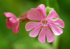 Silene dioica, Fagollaga aldean
