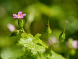 Geranium lucidum, Irurtzun aldean