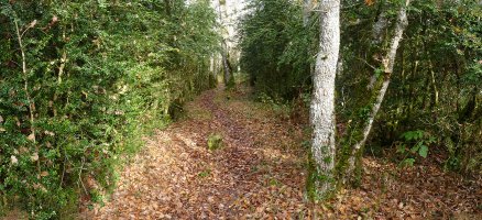 Mendiko gainaldea zeharkatzen duen bidea