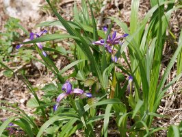 Iris graminea, Irurtzun aldean