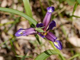 Iris graminea, Irurtzun aldean