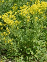 Sisymbrium austriacum chrysanthum, Latasa aldean