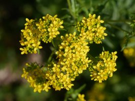 Sisymbrium austriacum chrysanthum, Latasa aldean