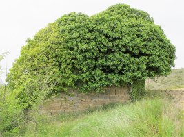 San Juan ermita, Zenbozain-Longida