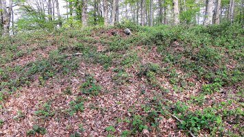 Akabakar trikuharria, Garaioa