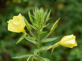 Oenothera glazioviana Endarlatsa aldean