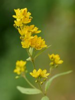Lysimachia vulgaris, Bera aldean