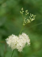 Filipendula ulmaria, Bera aldean
