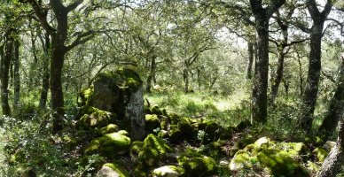 Arrobia mendiko gailurra