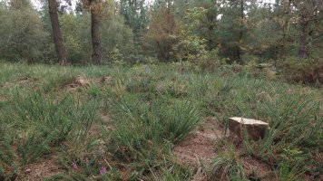 Irutontorreta Mendebaldea tumuloa