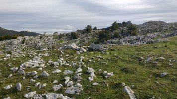 Kalparmuñobarrena trikuharria 3