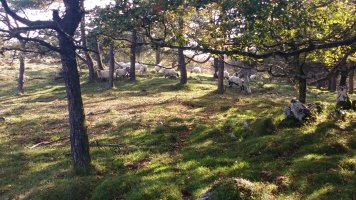 Txopordiko larreak, ardiak