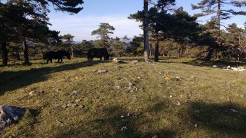 Sta. Marina (Txopordi) 1 Ipar tumulua (2017)