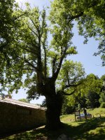 Santa Teodosiako lizarra