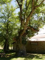 Santa Teodosiako lizarra