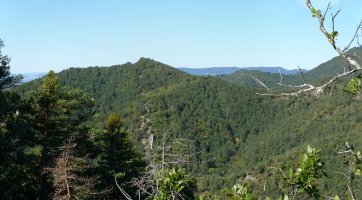 Argumeta Monitas menditik