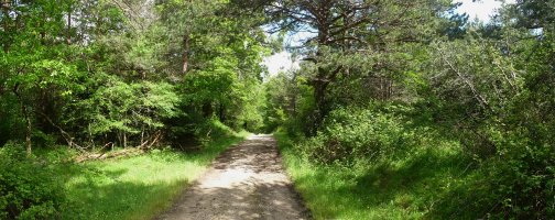 Gailurra, bideak zeharkatuta