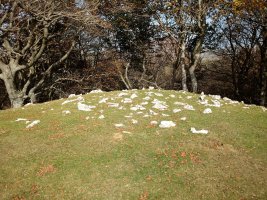 Motxene tumulua (2017)