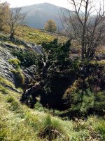 Arrietabasora bidean, elurzuloa