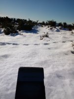 Iruiya trikuharria (2017)