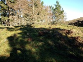 Diruzulo trikuharria 2