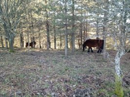 Behorrak Pikanda (Urietagaña) eta Armuño arteko bideskan