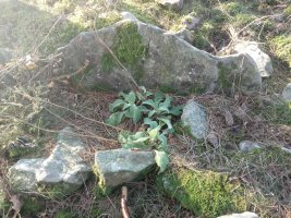 Amutxanda trikuharria 4