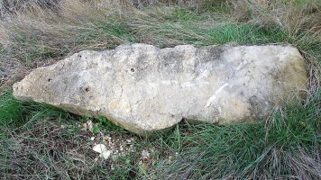 Biorrada zutarria, Larraga