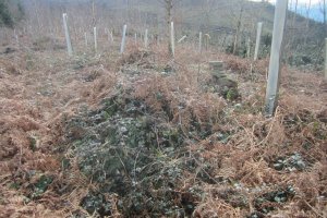 Túmulo Pagotxueta 2  (Febrero  2018)