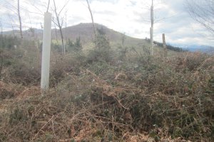 Túmulo Pagotxueta 3  (Febrero  2018)