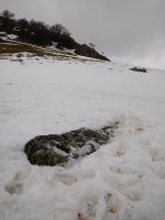 Elorrola zutarria (2018)