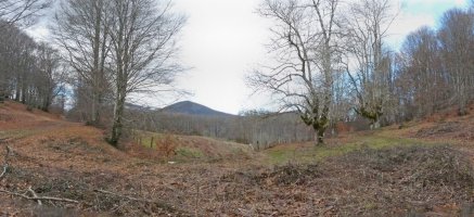 Basaburuko pagadi ederrak