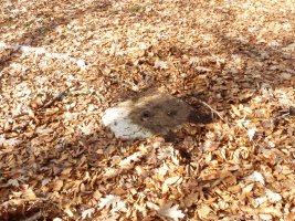 Laugarren mailako seinale geodesikoa galurrean