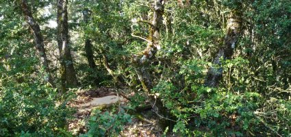 Gailur itxia. Tako geodesikoa lurpetik atera behar izan genuen