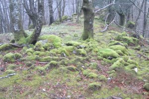 Dólmen Uzkuarrieta (27-03 2018) con musgo