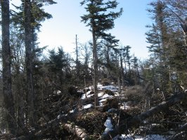 Arbuti/ Arbotiko Phünta: tontorra