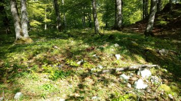 Lebia tumuloa (2018)