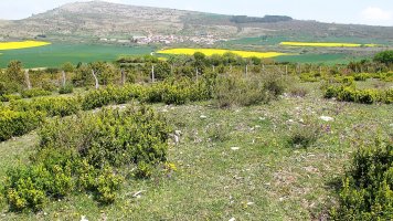 Magdalena tumulua, Aizpun-Goli