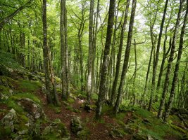 Kargalekutik Altipitatxera doan bidezidorreko pasarte bat