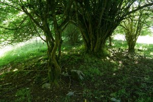 Atume eremu tumularra 3