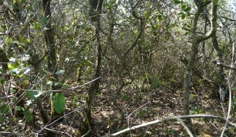 Txapardiko gailur itxia