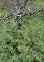 Karduak erretako otadian gailenduta