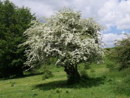 Elorri zuria, zuri-zuri