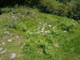 Goldanburu trikuharria