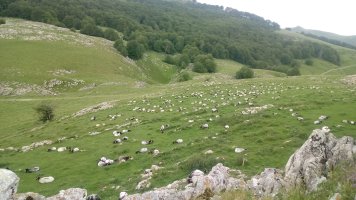 Leizehaundia, artaldea lepoan