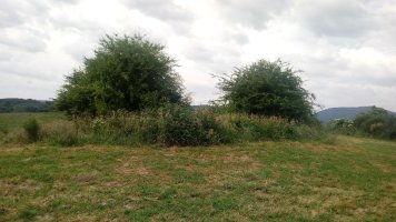 Otegi trikuharria (2018)