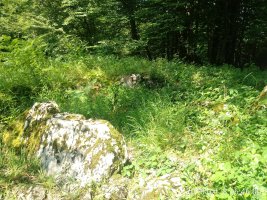 Labeo trikuharria (2018)