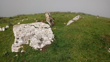 Zearragoena trikuharria 2