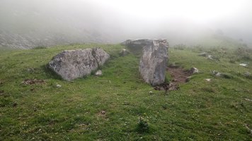 Zearragoena trikuharria (2018)