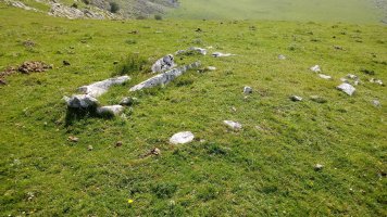 Uelogoena II H. trikuharria (2018)